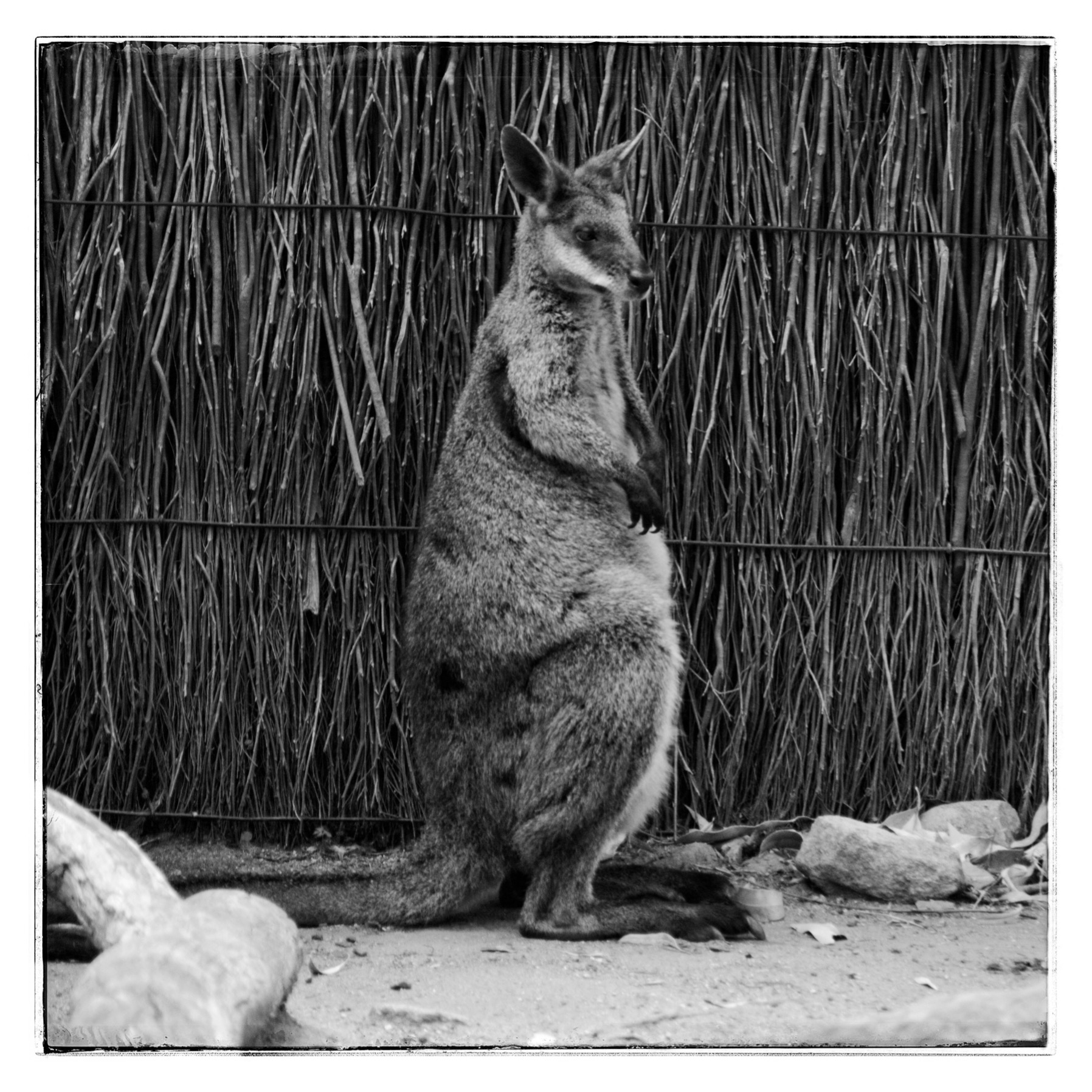 Retour chez les kangourous – Zoo